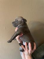 American Stafford x American Pitbull Terriër pups., Rabiës (hondsdolheid), 8 tot 15 weken, American Staffordshire Terriër, Meerdere