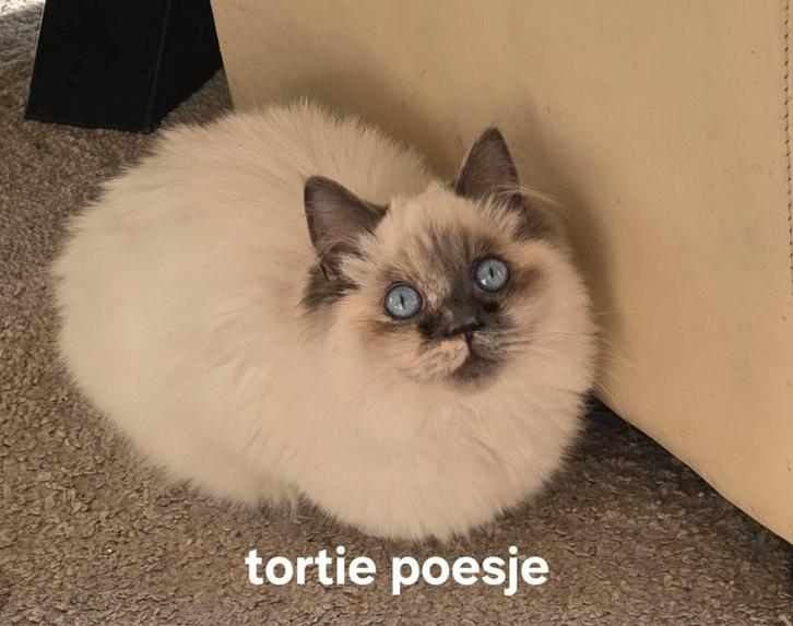 Ragdoll met stamboom ouders getest met garantie, Dieren en Toebehoren, Katten en Kittens | Raskatten | Langhaar