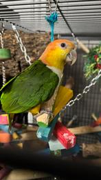 Zeer tamme caique kan met katten, kinderen, en iedereen, Dieren en Toebehoren, Vogels | Parkieten en Papegaaien, Vrouwelijk, Papegaai