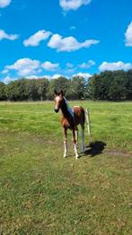 Te koop bont kwpn merrieveulen, Dieren en Toebehoren, Paarden, Merrie, Dressuurpaard, 0 tot 2 jaar
