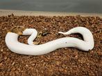 1.0 pastel pied het desert ghost kweekman, Slang
