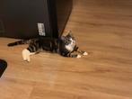 Goed huisje gezocht voor lieve poes, Poes, Kortharig, 0 tot 2 jaar