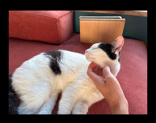 Charlie - lieve knuffelkat zoekt nieuw huis, Dieren en Toebehoren, Katten en Kittens | Overige Katten, Kortharig, Kater, 0 tot 2 jaar