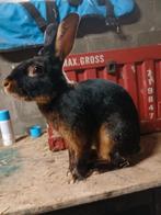 Gezocht black en tan belgische haas voedster, Vrouwelijk