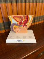 Anatomisch model mannelijke voortplantingsorganen, Ophalen of Verzenden