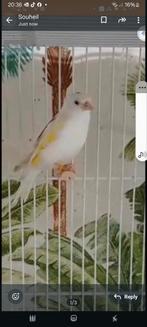 Te koop majoor fauwroeken 2024 man, Mannelijk, Wildzangvogel