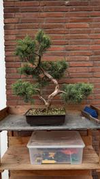 Jeneverbes Bonsai Juniperus Virginiana, Ophalen of Verzenden, Overige soorten, Minder dan 100 cm