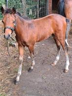 Te koop prachtig welsh hengstveulen, Hengst, Recreatiepony, 0 tot 2 jaar