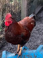 Haan - inmiddels 6 maanden oud., Dieren en Toebehoren, Pluimvee, Mannelijk, Kip