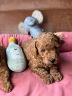 Dwerg poedels teefje 1500€ reutjes 1250€, Dieren en Toebehoren, Honden | Chihuahua's en Gezelschapshonden, Poedel, Nederland, 8 tot 15 weken