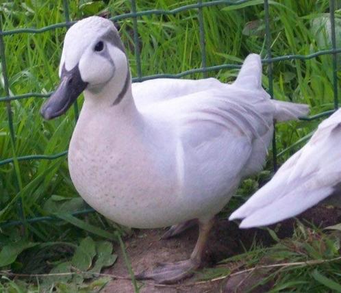 Watervogels Siereenden Eenden ZilverBaikal & Winter-talingen, Dieren en Toebehoren, Pluimvee, Eend, Meerdere dieren