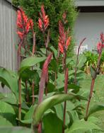 canna knollen pakket, Tuin en Terras, Planten | Tuinplanten, Zomer, Ophalen of Verzenden, Eenjarig, Volle zon