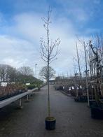 Malus 'Golden Hornet' Sierappelboom, Overige soorten, Lente, 100 tot 250 cm, Ophalen