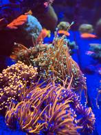 Torch Coral - Pick up only (ALMOST SOLD OUT), Ophalen, Nieuw, Overige typen