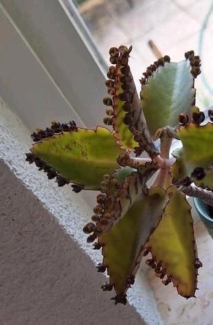 Mother of Thousands Kalanchoe stekjes "bommetjes" 10 stuks, Huis en Inrichting, Kamerplanten, Ophalen of Verzenden