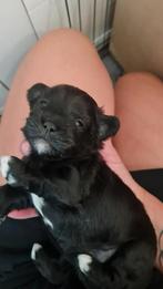 Nog 1 reutje beschikbaar van foto 1, Dieren en Toebehoren, Honden | Chihuahua's en Gezelschapshonden, Overige rassen, 8 tot 15 weken
