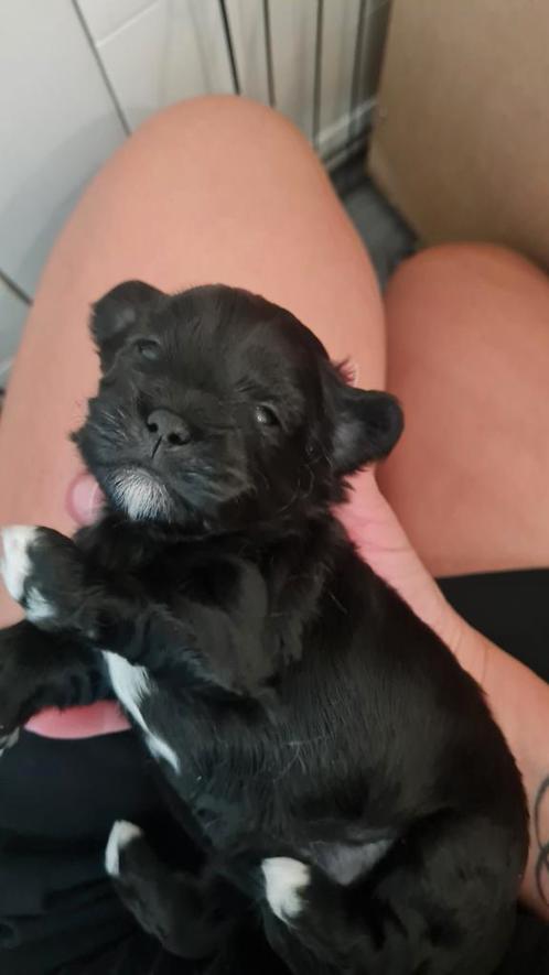Nog 1 reutje beschikbaar van foto 1, Dieren en Toebehoren, Honden | Chihuahua's en Gezelschapshonden, Meerdere dieren, Overige rassen