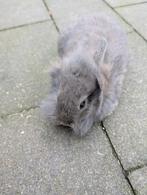Lief mannetjes konijn 7 weken oud, Dieren en Toebehoren, Konijnen, Mannelijk, Dwerg