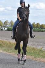 Correcte, lieve , 7 jarige veelzijdige rijpaardruin, B, Gechipt, Ruin, 170 tot 175 cm