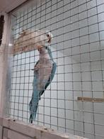 Muisparkiet monniksparkiet, Dieren en Toebehoren, Meerdere dieren, Parkiet, Tam
