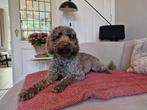 aankondiging Labradoodle Nest, Dieren en Toebehoren, Rabiës (hondsdolheid), Overige rassen, 8 tot 15 weken, Meerdere