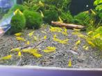 Hobbyaquarium Citroen garnalen / mooi op kleur, Kreeft, Krab of Garnaal, Zoetwatervis, Schoolvis