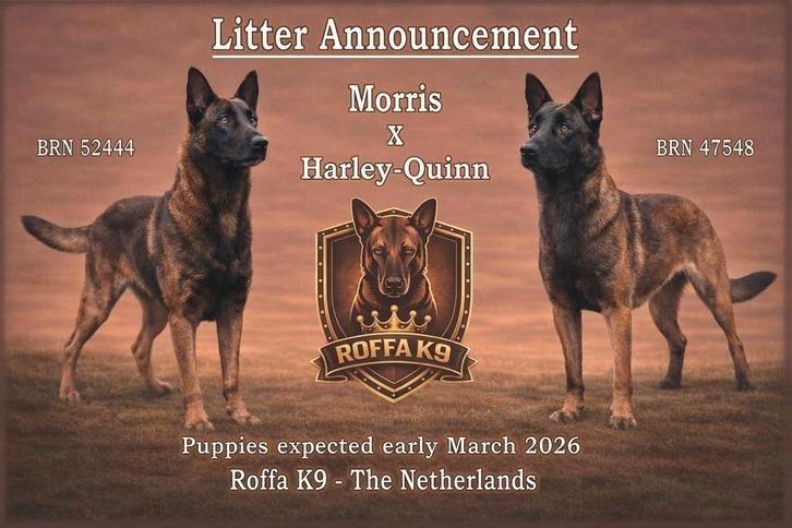 Mechelse Herder Pups verwacht uit KNPV lijnen, Dieren en Toebehoren, Honden | Herdershonden en Veedrijvers, Geslacht onbekend