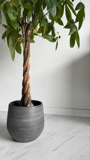 Binnen pot beschikbaar voor biedingen
