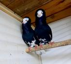 Koppel kapucijners, Meerdere dieren, Overige soorten