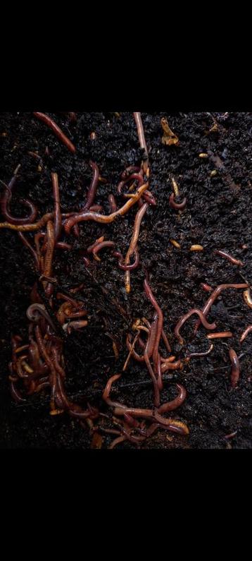 Compostwormen / tijgerwormen voor wormenbak beschikbaar voor biedingen