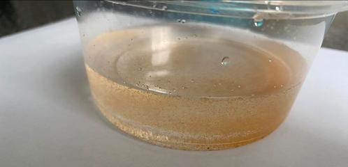 Artemia levend,visvoer,levend voer vissen,pekelkreeftjes, Dieren en Toebehoren, Vissen | Aquariumvissen, Vis