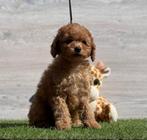 Rood Teefje Mini / Toy Poedel / Toy Poodle, Poedel, Particulier, Rabiës (hondsdolheid), 8 tot 15 weken
