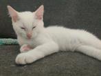 Snoezepoezen zoeken een nieuw thuis, Dieren en Toebehoren, Katten en Kittens | Overige Katten, Kater, Kortharig, 0 tot 2 jaar