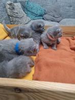 Britse korthaar kittens, Dieren en Toebehoren, Katten en Kittens | Raskatten | Korthaar, Meerdere dieren, Ontwormd
