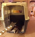 Honden Bench XXL, Dieren en Toebehoren, Hondenbenches, Ophalen, Zo goed als nieuw