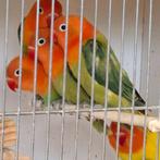 Fischeris-Opalines split ino, Dieren en Toebehoren, Meerdere dieren, Dwergpapegaai of Agapornis, Geringd