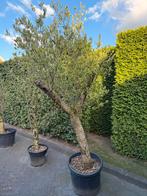 Olijfboom, 100 tot 250 cm, Olijfboom, Ophalen, Volle zon