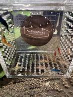 Neocaridina Siergarnalen Kerstballenmix!, Dieren en Toebehoren, Vissen | Aquariumvissen, Kreeft, Krab of Garnaal