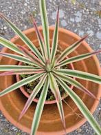 YUCCA ALOIFOLIA MARGINATA, Tuin en Terras, Planten | Tuinplanten, Ophalen of Verzenden, Zomer, Overige soorten, Volle zon