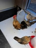 Serama, Dieren en Toebehoren, Pluimvee, Mannelijk, Kip