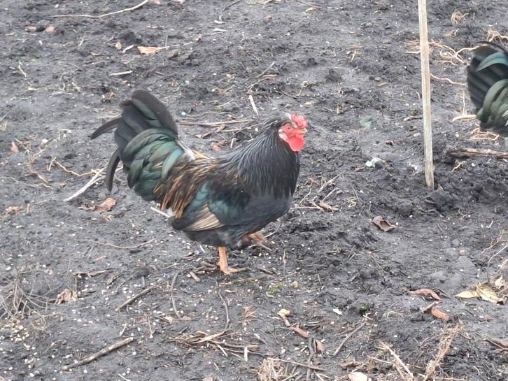 Kippenopvang zoekt mooie plek voor leuke krielhaan!, Dieren en Toebehoren, Pluimvee, Kip, Mannelijk