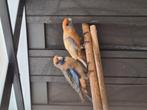 2x penanten in de oranje serie. 2025, Dieren en Toebehoren, Mannelijk, Parkiet