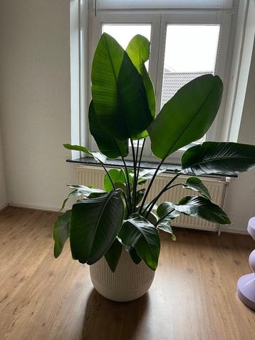 Strelitzia in viral Dijon pot beschikbaar voor biedingen