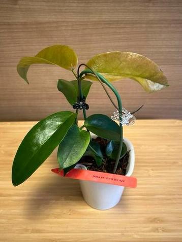 Hoya sp. PNG SV 422 beschikbaar voor biedingen