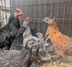 6 mooie jonge kippen, Dieren en Toebehoren, Pluimvee, Meerdere dieren, Kip