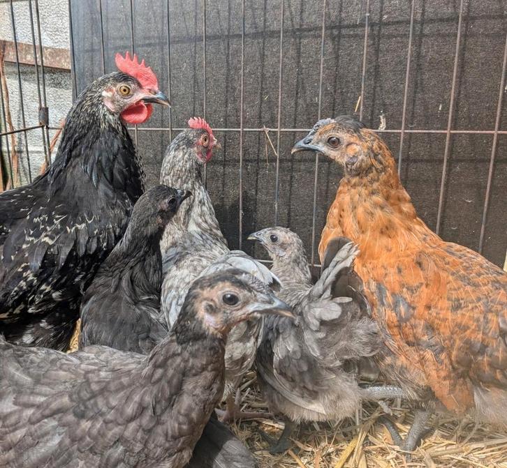 6 mooie jonge kippen, Dieren en Toebehoren, Pluimvee, Kip, Meerdere dieren