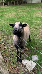 Ram, Dieren en Toebehoren, Schapen, Geiten en Varkens, Mannelijk, Schaap