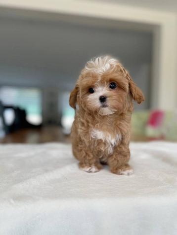 Aziatische Exclusieve Maltipoo F1 pups (Maltezer/Toy Poedel) beschikbaar voor biedingen