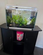 Aquarium, Dieren en Toebehoren, Ophalen, Zo goed als nieuw, Gevuld zoetwateraquarium