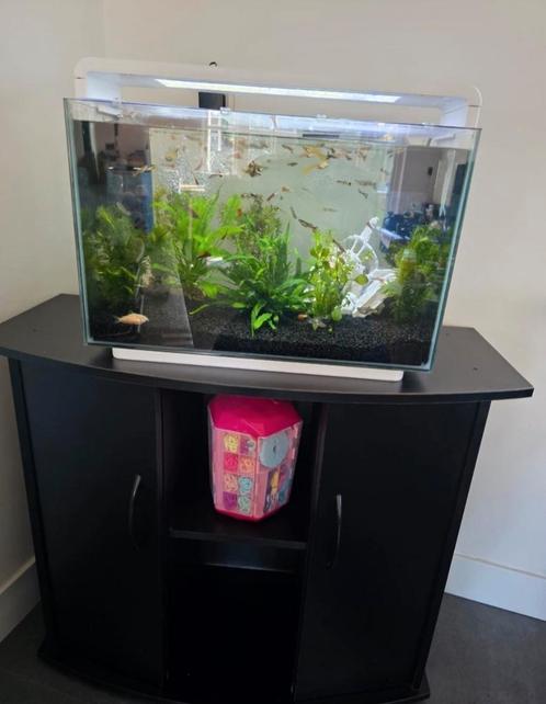 Aquarium, Dieren en Toebehoren, Vissen | Aquaria en Toebehoren, Zo goed als nieuw, Gevuld zoetwateraquarium, Ophalen
